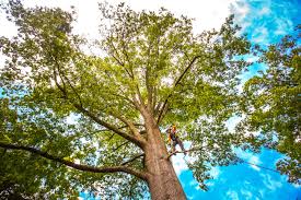 How Our Tree Care Process Works  in  Philadelphia, PA